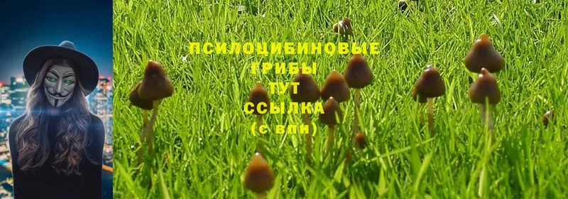 Псилоцибиновые грибы Magic Shrooms  мега ТОР  Пыталово 